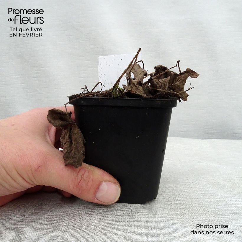 Spécimen de Brunnera macrophylla Betty Bowring - Myosotis du Caucase Godet de 8/9 cm tel que livré en hiver