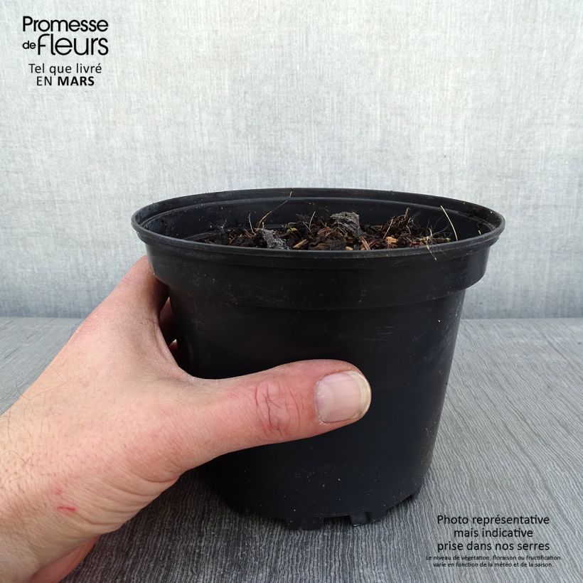 Spécimen de Brunnera macrophylla Betty Bowring - Myosotis du Caucase Pot de 2L/3L tel que livré en hiver