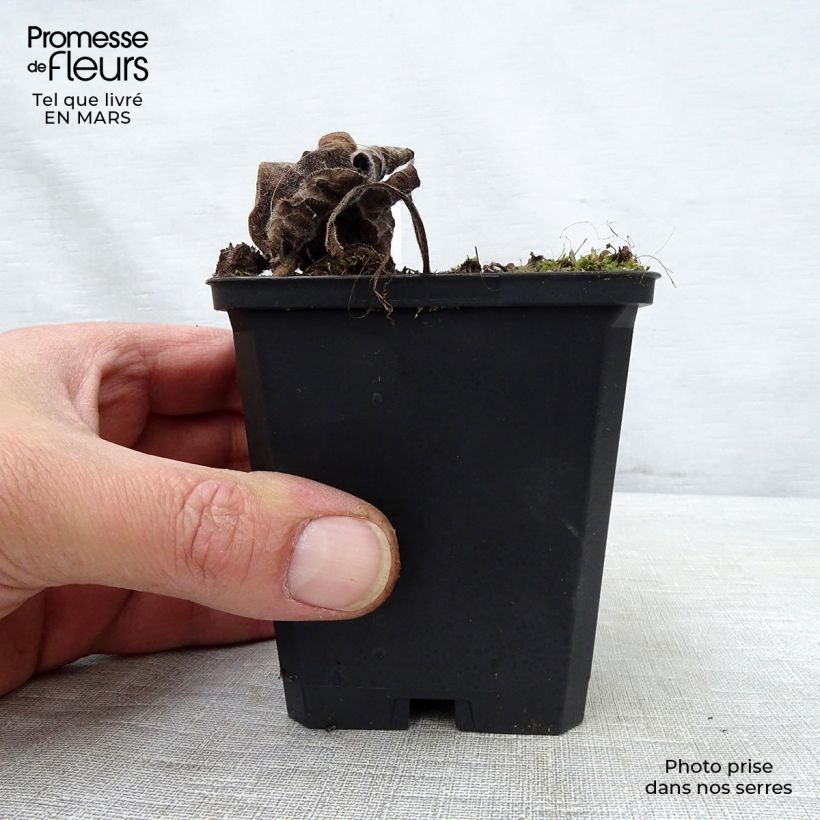 Brunnera macrophylla Emerald Mist Vasetto da 8/9 cm esemplare consegnato in primavera