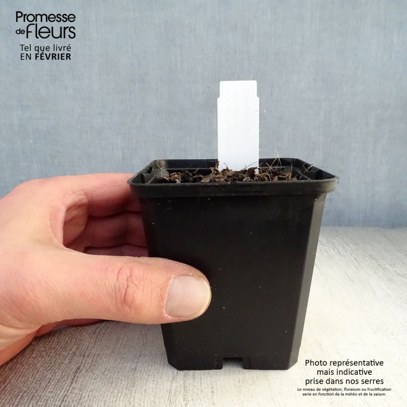 Spécimen de Brunnera macrophylla Emerald Mist - Myosotis Caucase Godet de 8/9 cm tel que livré en hiver