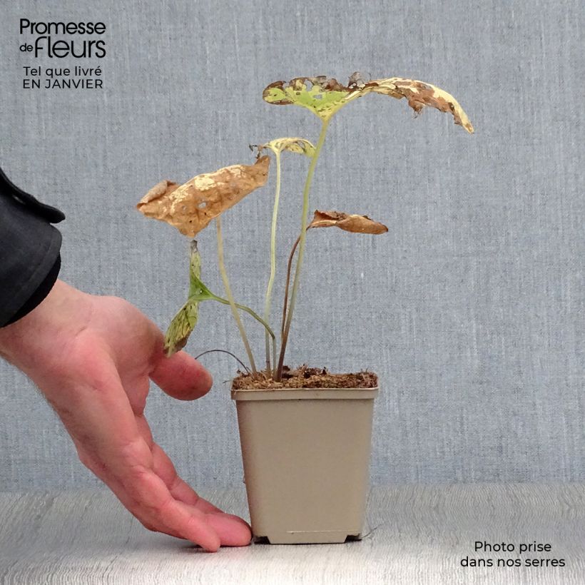 Spécimen de Brunnera macrophylla Hadspen cream - Myosotis du Caucase Godet de 8/9 cm tel que livré en hiver