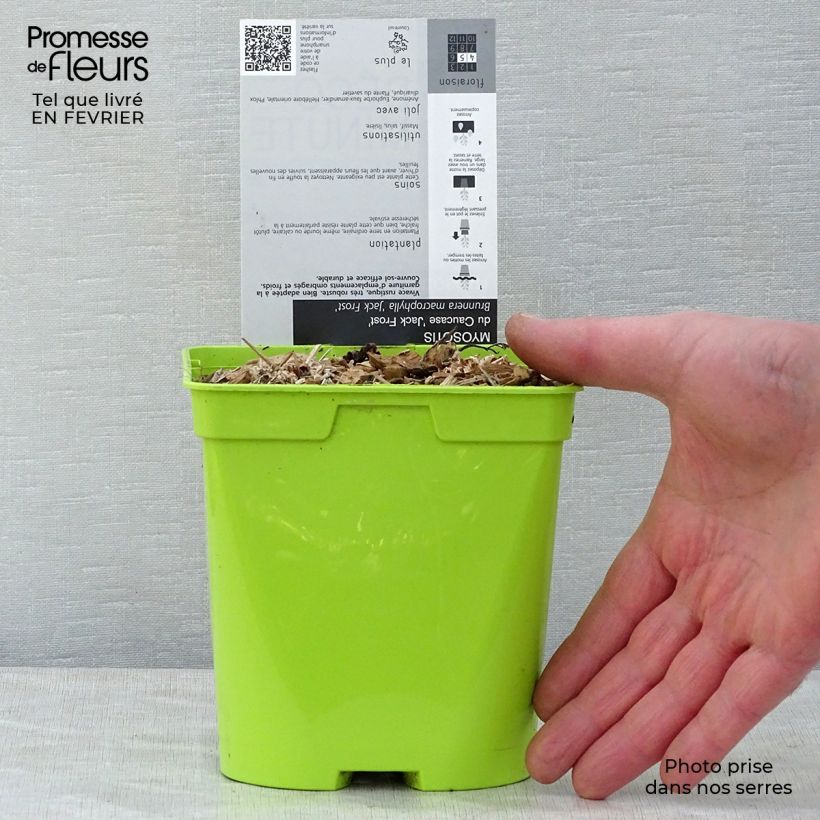 Spécimen de Brunnera macrophylla Jack Frost - Myosotis du Caucase Pot de 2L/3L tel que livré en hiver