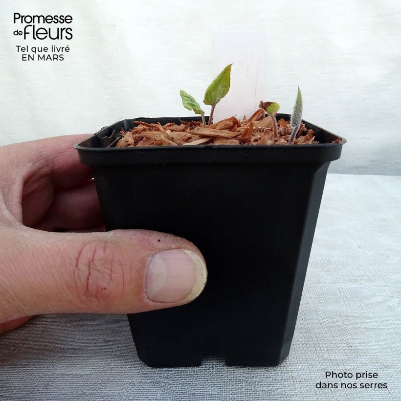 Spécimen de Brunnera macrophylla Jack's Gold - Myosotis du Caucase Godet de 8/9 cm tel que livré en hiver