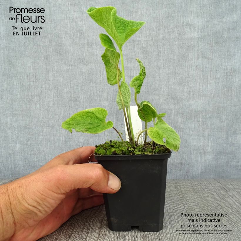 Spécimen de Brunnera macrophylla Langtrees - Myosotis du Caucase Godet de 8/9 cm tel que livré en été