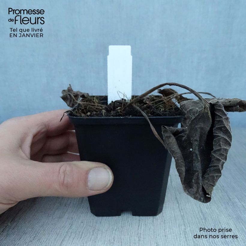 Spécimen de Brunnera macrophylla Langtrees - Myosotis du Caucase Godet de 8/9 cm tel que livré en hiver