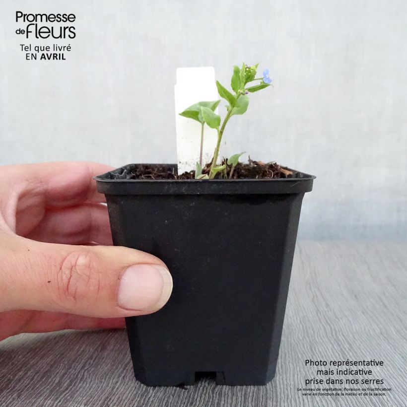 Spécimen de Brunnera macrophylla Langtrees - Myosotis du Caucase Godet de 8/9 cm tel que livré au printemps