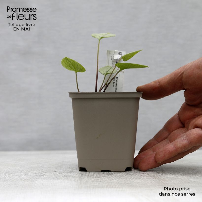 Spécimen de Brunnera macrophylla Looking Glass - Myosotis du Caucase Godet de 8/9 cm tel que livré au printemps