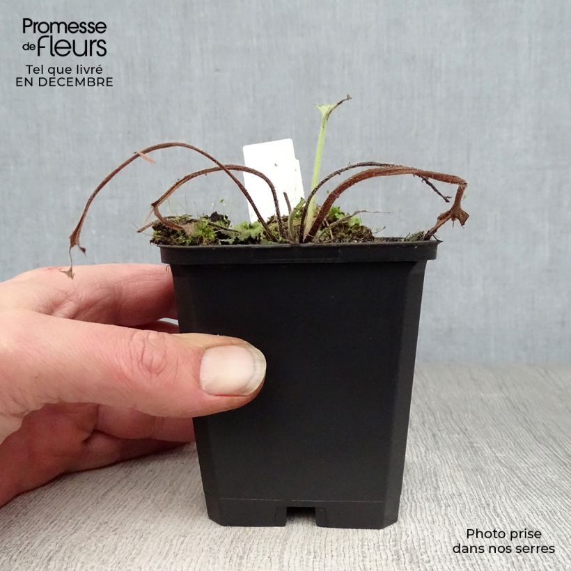 Spécimen de Brunnera macrophylla Looking Glass - Myosotis du Caucase Godet de 8/9 cm tel que livré en hiver