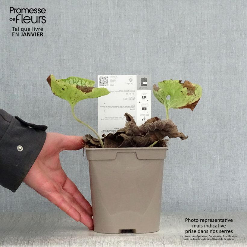 Spécimen de Brunnera macrophylla Mr Morse - Myosotis du Caucase Pot de 2L/3L tel que livré en hiver