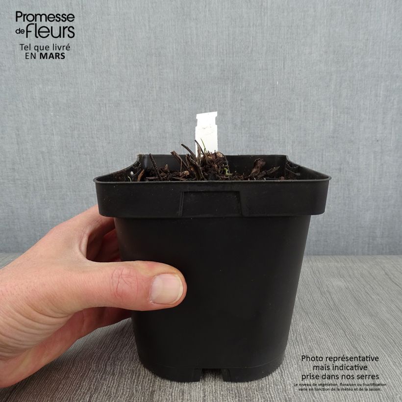Spécimen de Brunnera macrophylla - Myosotis du Caucase Pot de 2L/3L tel que livré en hiver