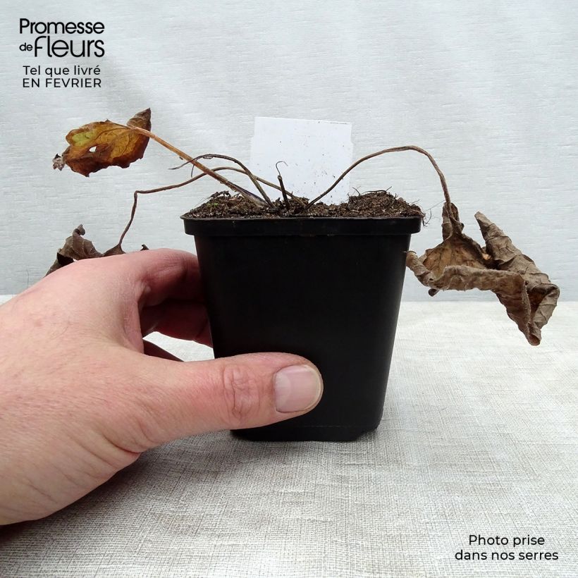 Spécimen de Brunnera macrophylla - Myosotis du Caucase Godet de 8/9 cm tel que livré en hiver