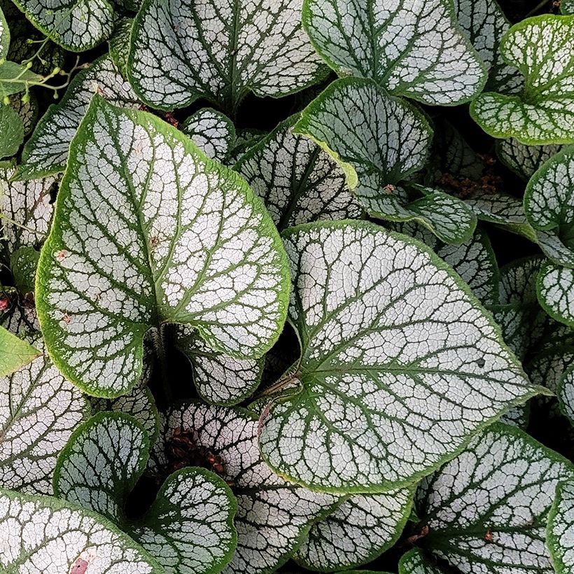 Brunnera macrophylla Queen of Hearts - Myosotis du Caucase (Feuillage)