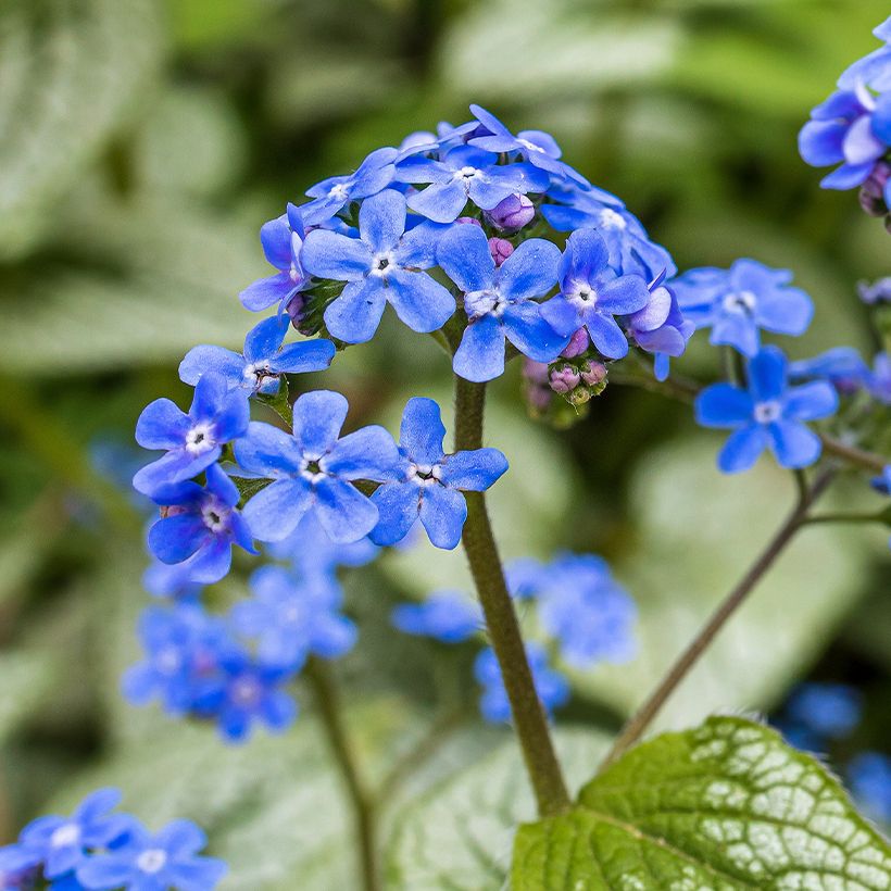 Brunnera macrophylla Queen of Hearts - Myosotis du Caucase (Floraison)