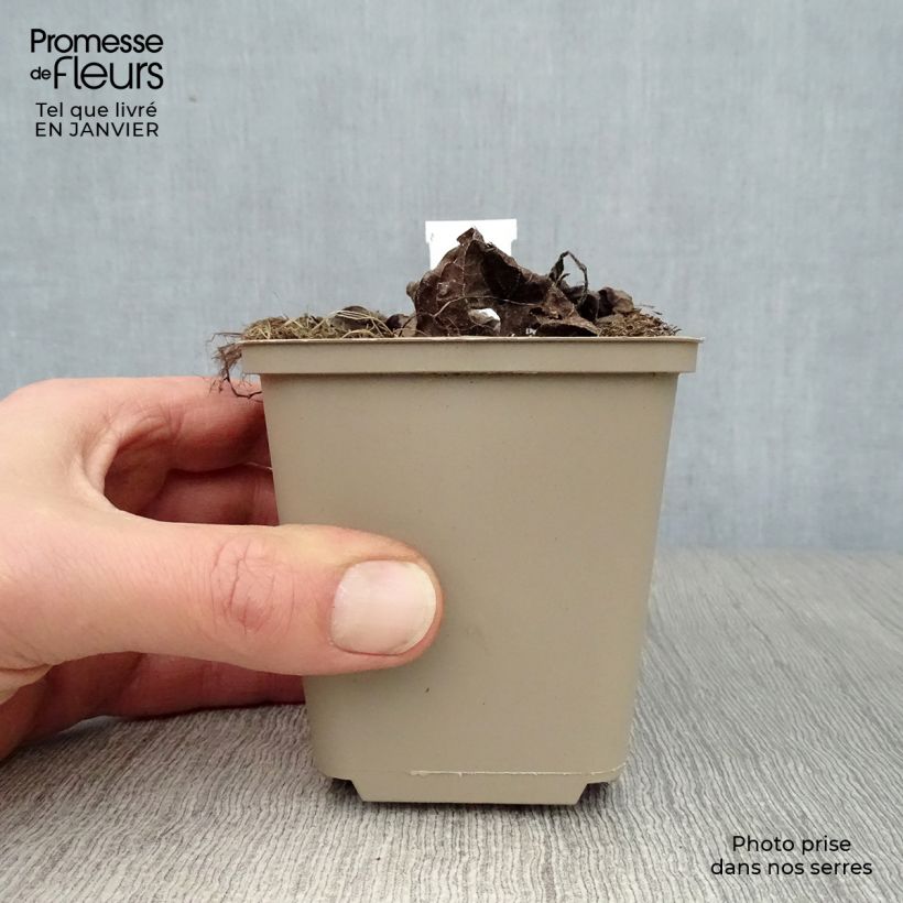 Spécimen de Brunnera macrophylla Silver Heart® - Myosotis du Caucase Godet de 8/9 cm tel que livré en hiver