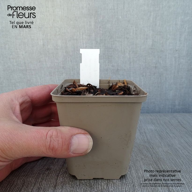 Spécimen de Brunnera macrophylla White Zebra - Myosotis du Caucase Godet de 8/9 cm tel que livré en hiver