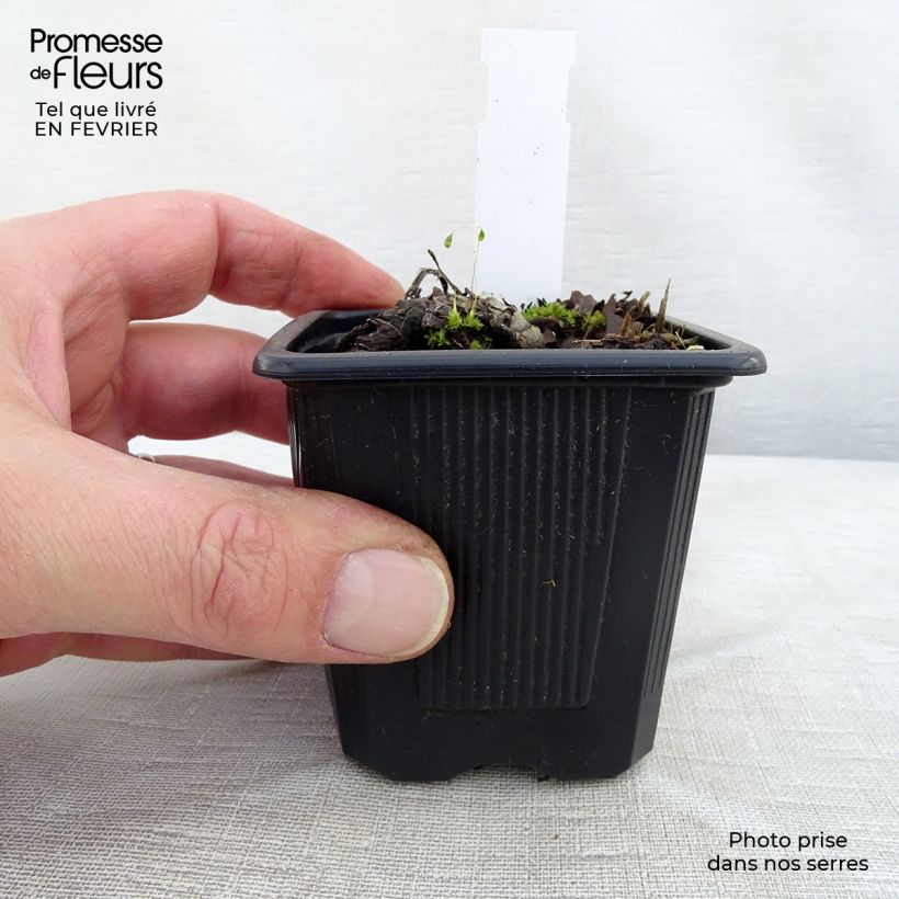 Spécimen de Brunnera sibirica - Myosotis du Caucase Godet de 8/9 cm tel que livré en hiver