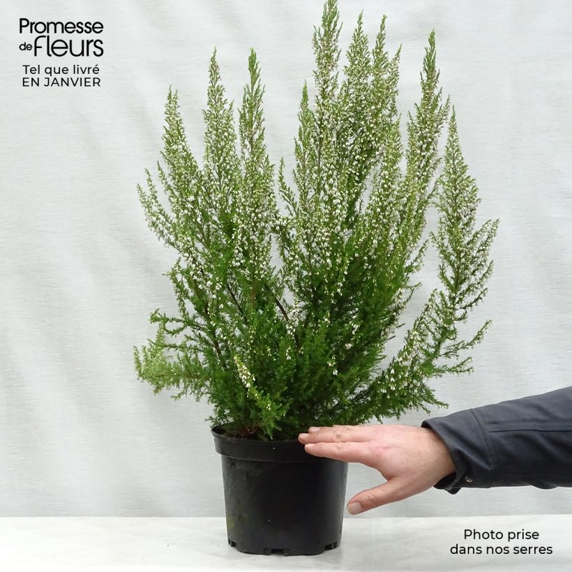 Spécimen de Bruyère arborescente Great Star Le Vasterival Pot de 4L/5L tel que livré en hiver