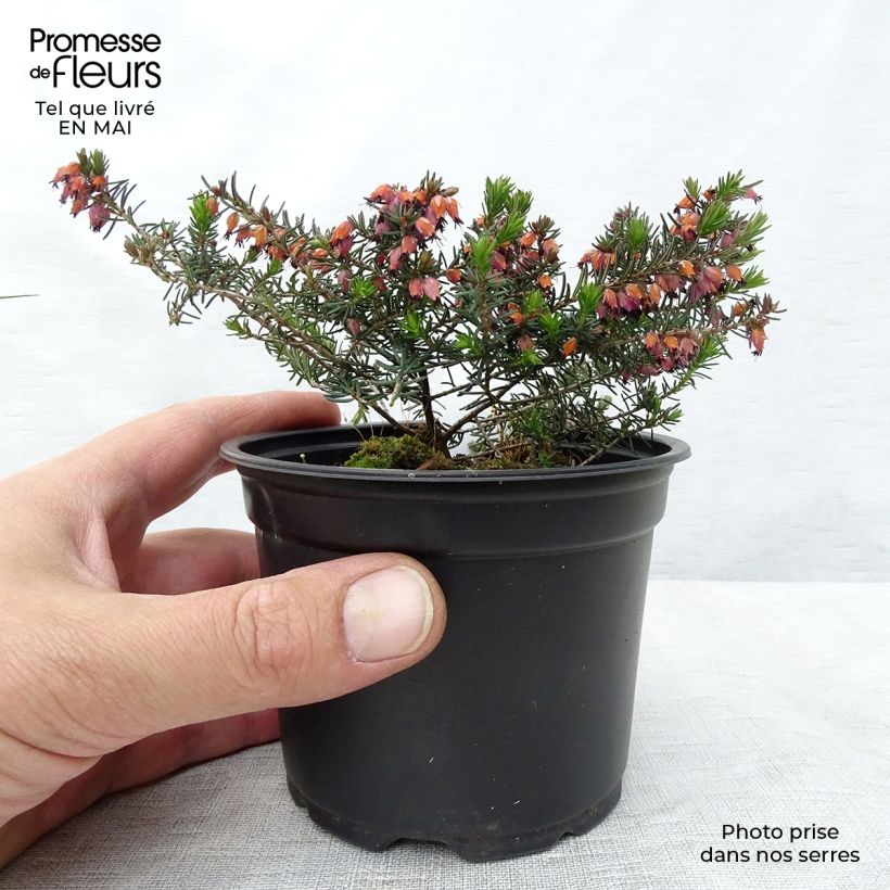 Spécimen de Bruyère d'Hiver - Erica x darleyensis Kramer's Rote Godet de 8/9 cm tel que livré au printemps