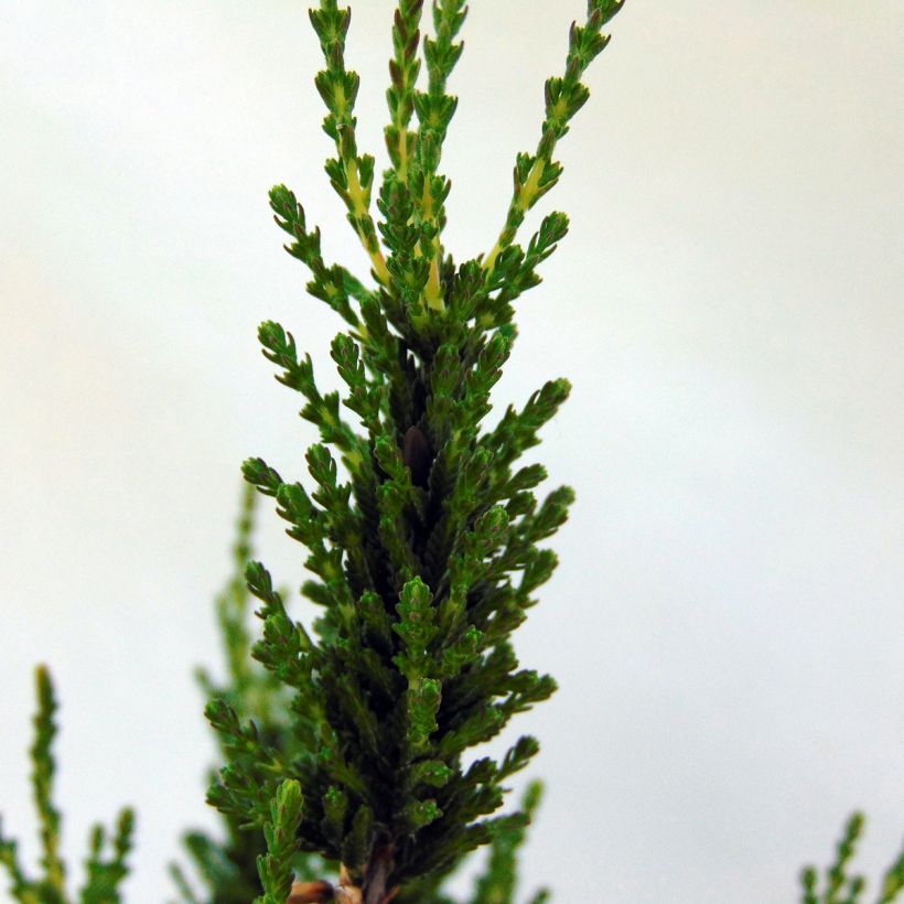 Bruyère d'été - Calluna vulgaris Allegro (Feuillage)