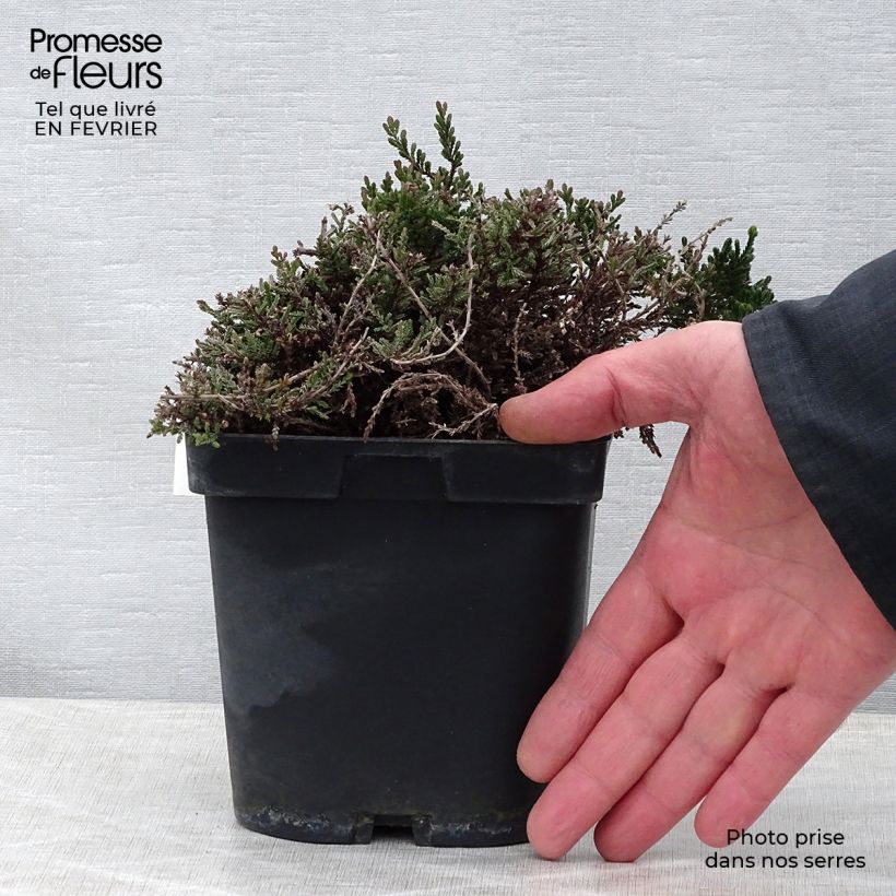 Spécimen de Bruyère d'été - Calluna vulgaris Spring Torch Godet de 8/9 cm tel que livré en hiver