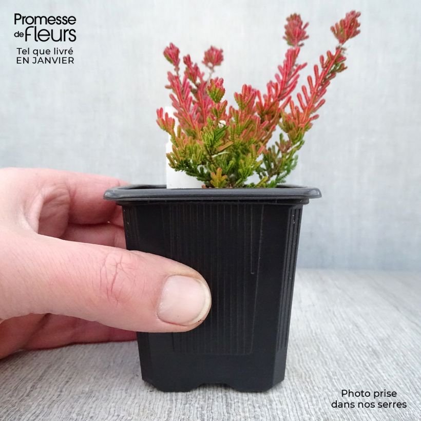 Spécimen de Bruyère d'été - Calluna vulgaris Winter Chocolate Godet de 8/9 cm tel que livré en hiver