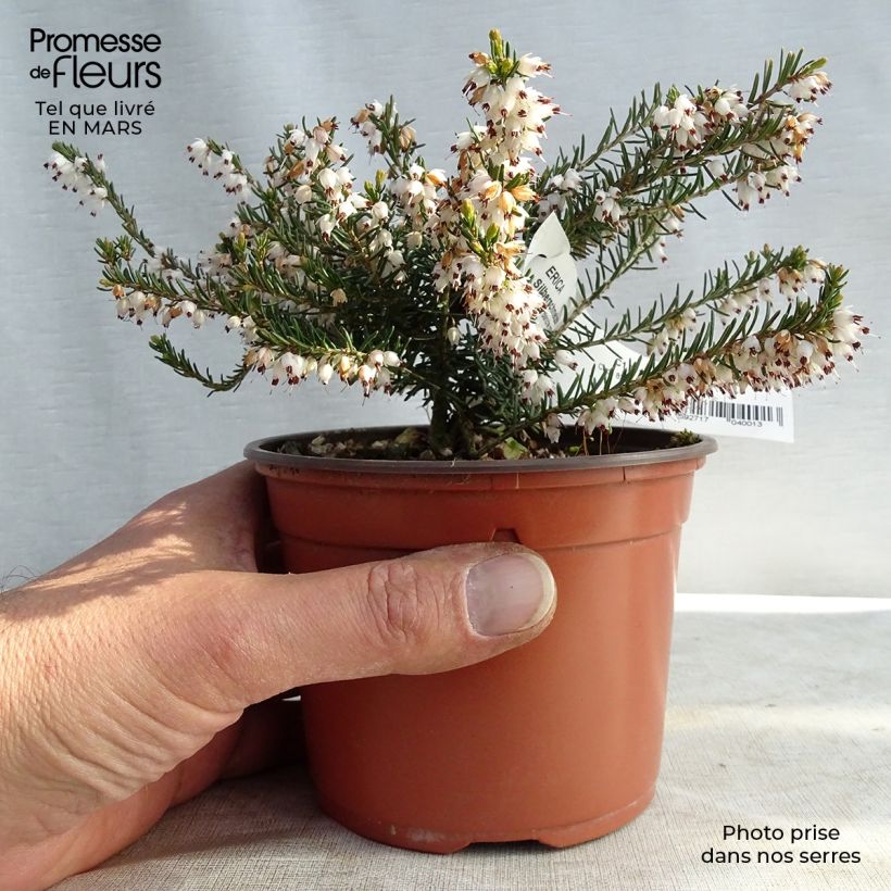 Spécimen de Bruyère d'hiver - Erica x darleyensis Silberschmelze Godet de 8/9 cm tel que livré en hiver