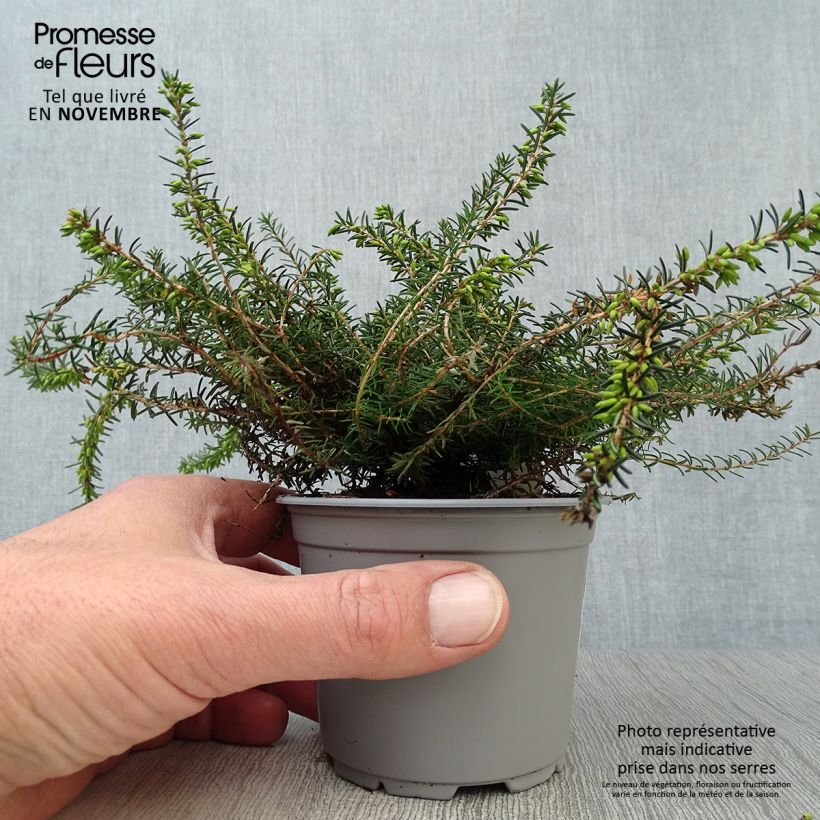 Spécimen de Bruyère d'Hiver - Erica x darleyensis Kramer's Rote Godet de 8/9 cm tel que livré en automne