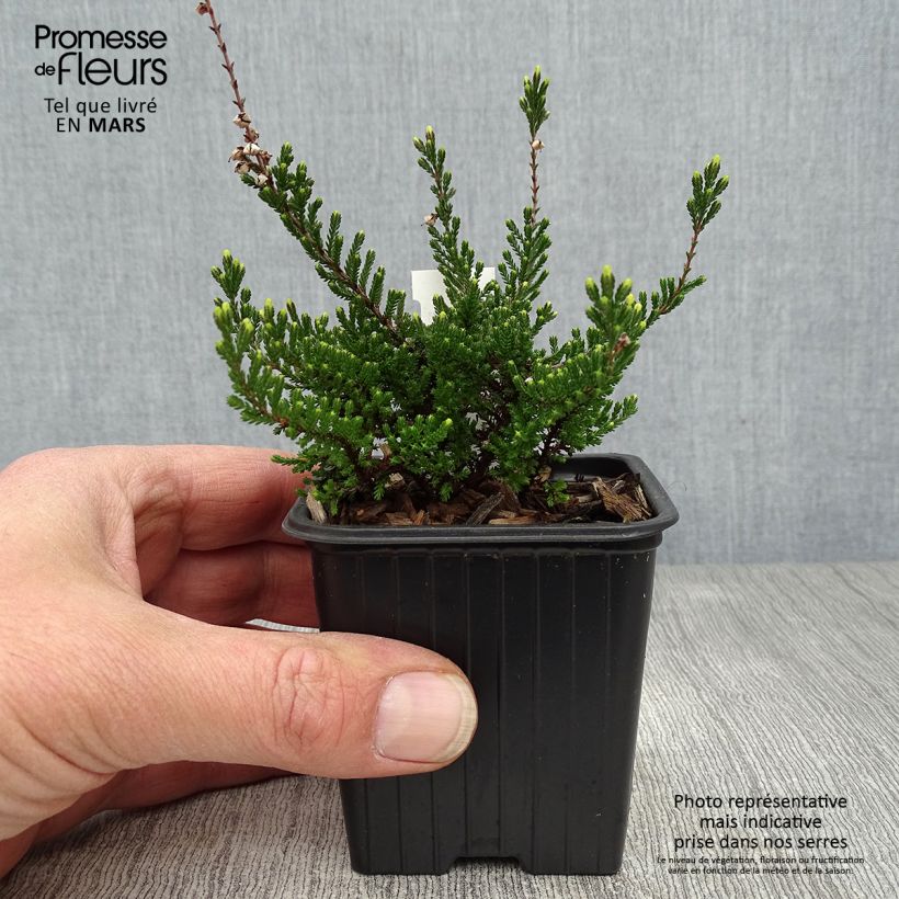 Calluna vulgaris Spring Torch - Heather 8/9 cm pot sample as delivered in spring