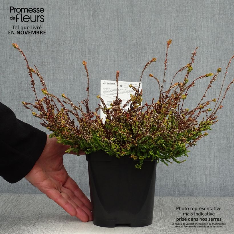 Spécimen de Bruyère d'été - Calluna vulgaris Wickwar Flame Pot de 2L/3L tel que livré en automne