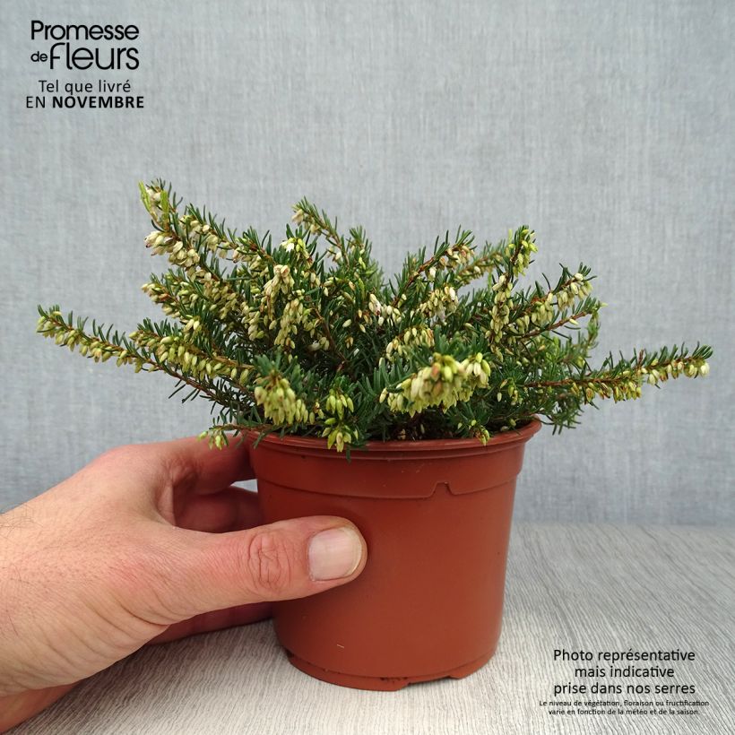Spécimen de Bruyère d'hiver - Erica x darleyensis Silberschmelze Godet de 8/9 cm tel que livré en automne