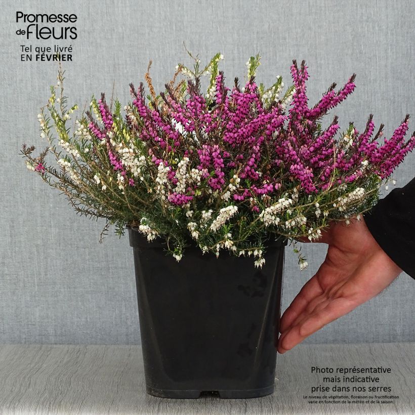 Spécimen de Bruyère d'hiver - Erica x darleyensis Trio Pot de 3L/4L tel que livré en hiver