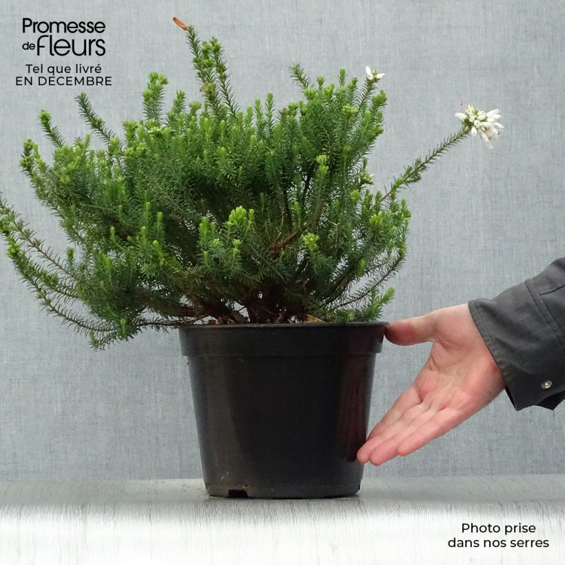 Spécimen de Bruyère du Cap - Erica verticillata Pot de 4L/5L tel que livré en hiver