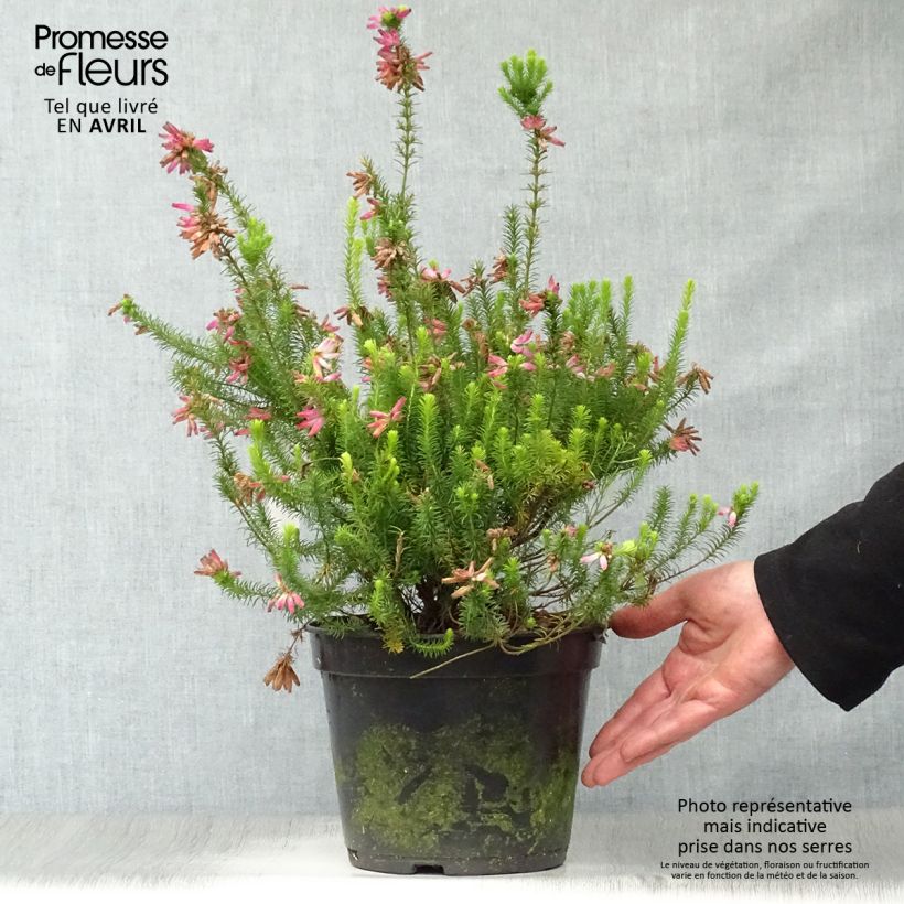 Spécimen de Bruyère du Cap - Erica verticillata Pot de 4L/5L tel que livré au printemps