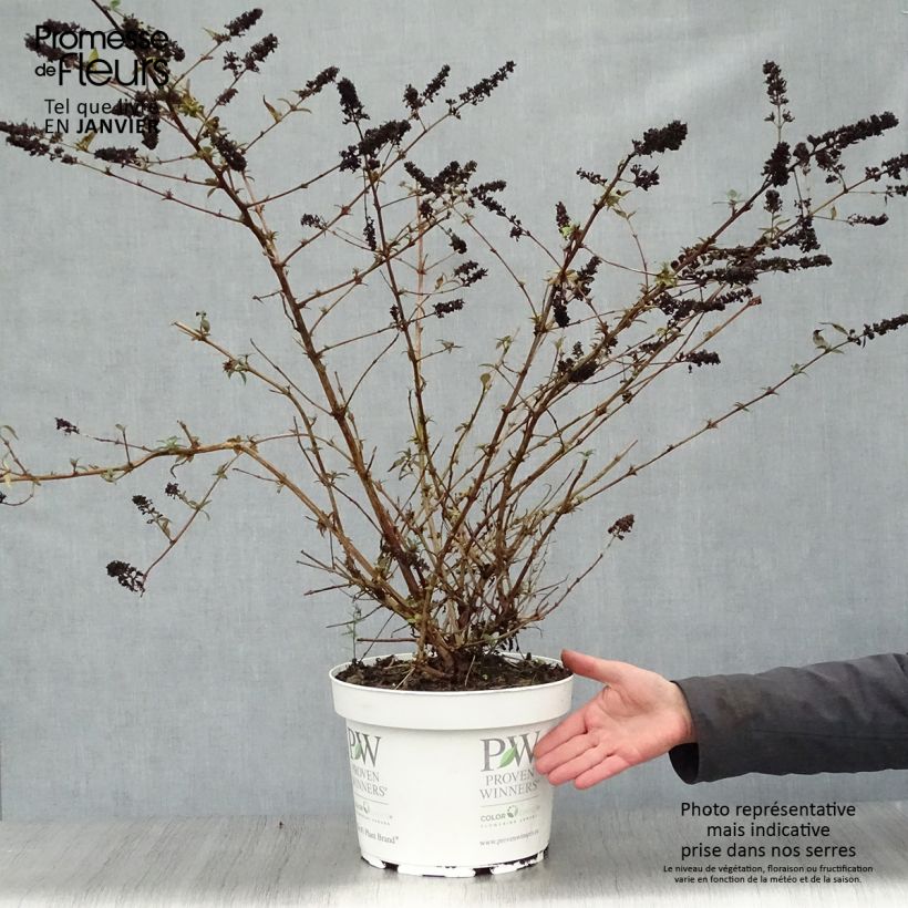 Spécimen de Buddleia Blue Chip - Arbre aux papillons nain Pot de 7,5L/10L tel que livré en hiver
