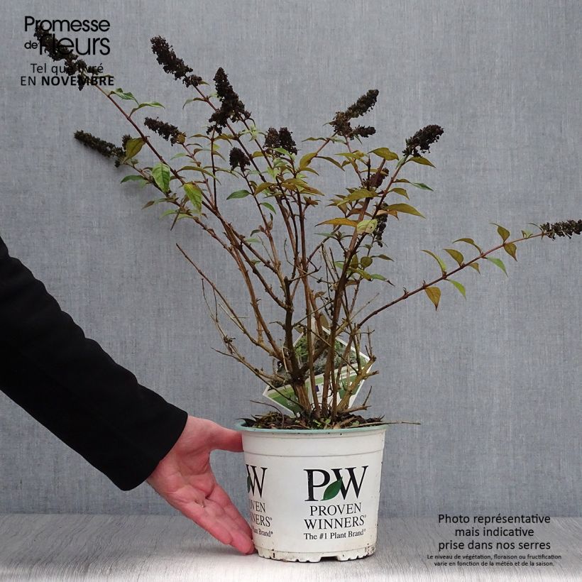 Spécimen de Buddleia Blue Chip - Arbre aux papillons nain Pot de 2L/3L tel que livré en automne