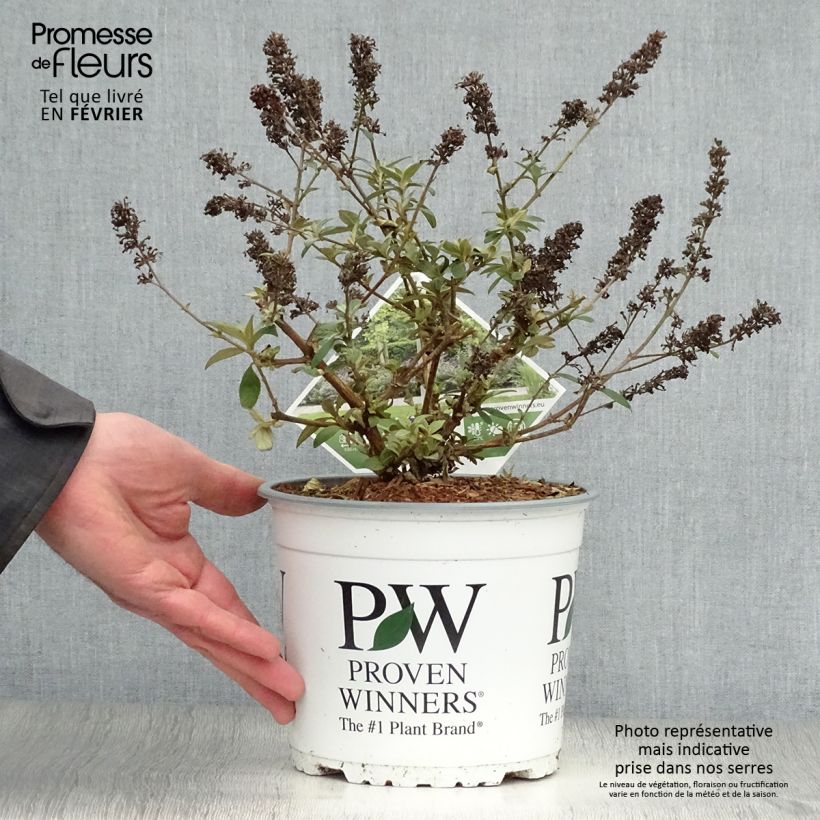 Spécimen de Buddleia Blue Chip - Arbre aux papillons nain Pot de 2L/3L tel que livré en hiver