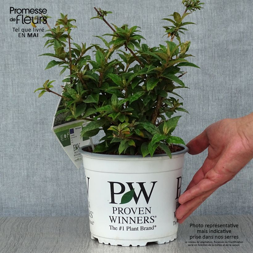 Spécimen de Buddleia Blue Chip - Arbre aux papillons nain Pot de 2L/3L tel que livré au printemps