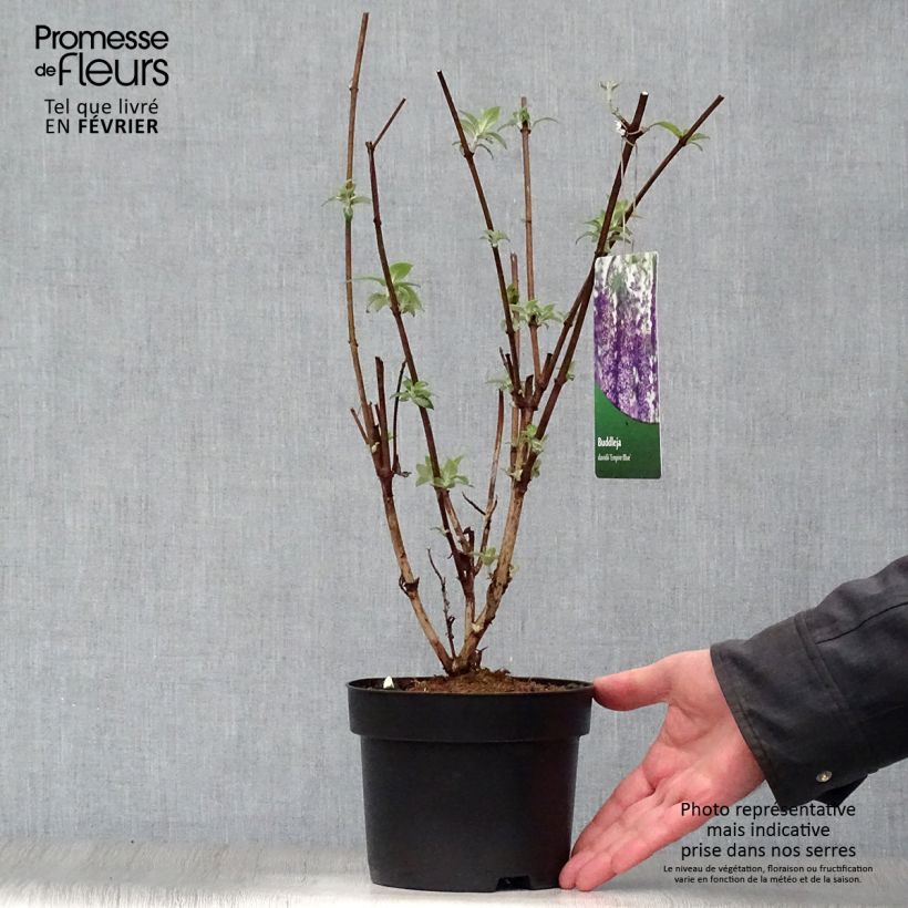 Spécimen de Buddleia Empire Blue - Arbre aux papillons Pot de 2L/3L tel que livré en hiver