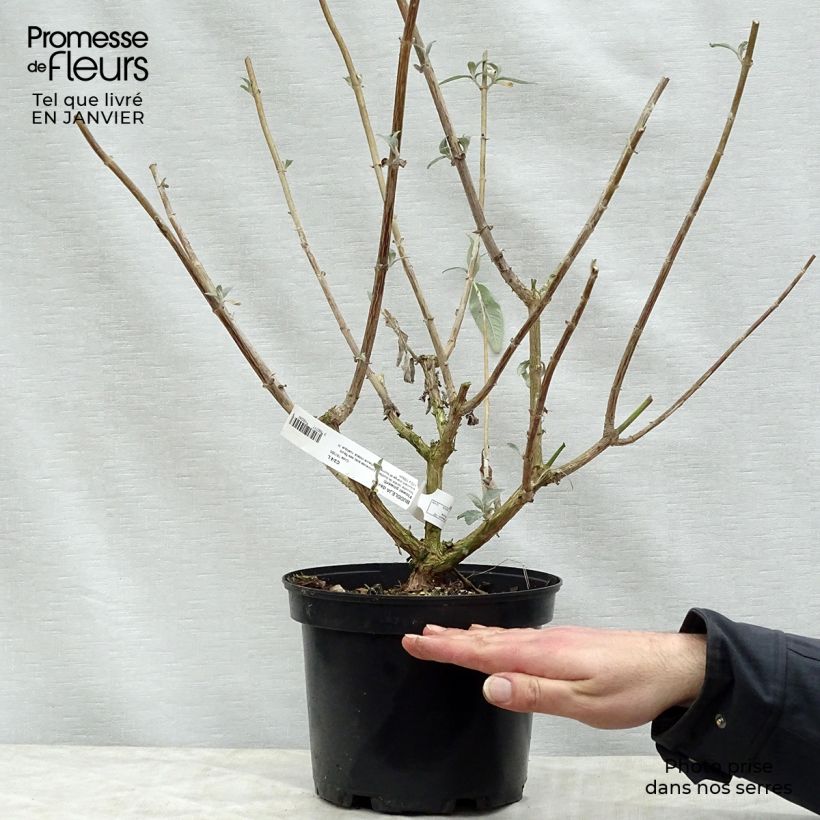 Spécimen de Buddleia Flower Power (Bicolor) - Arbre aux papillons Pot de 2L/3L tel que livré en hiver