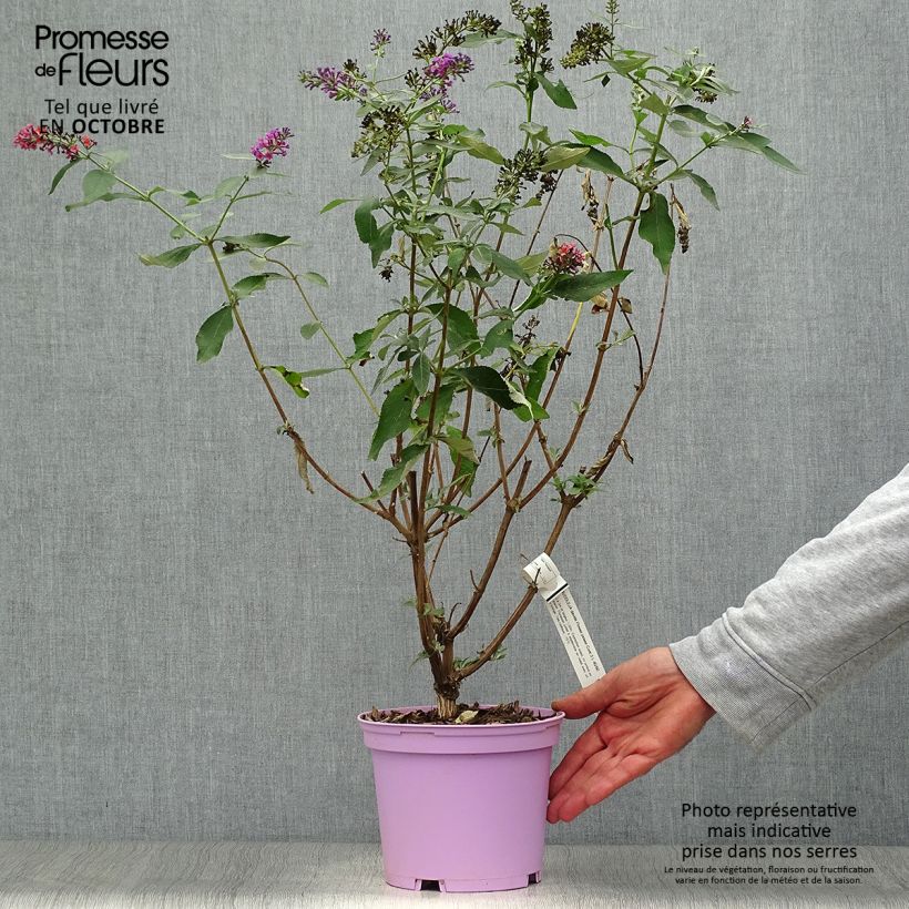 Spécimen de Buddleia Flower Power (Bicolor) - Arbre aux papillons Pot de 2L/3L tel que livré en automne