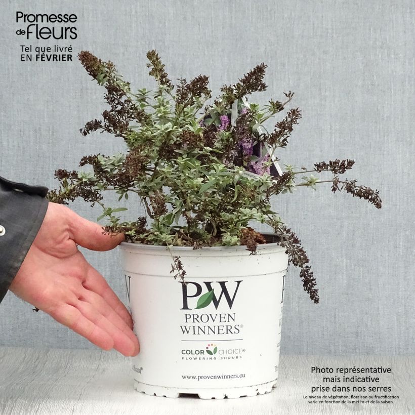 Spécimen de Buddleia Lilac Chip - Arbre aux papillons nain Pot de 2L/3L tel que livré en hiver