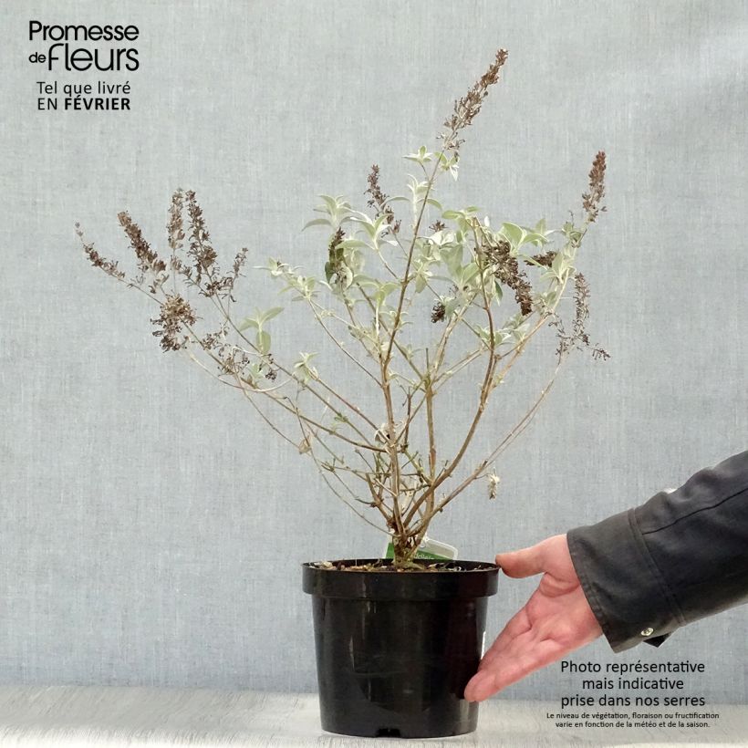 Spécimen de Buddleia Lochinch - Arbre aux papillons Pot de 2L/3L tel que livré en hiver