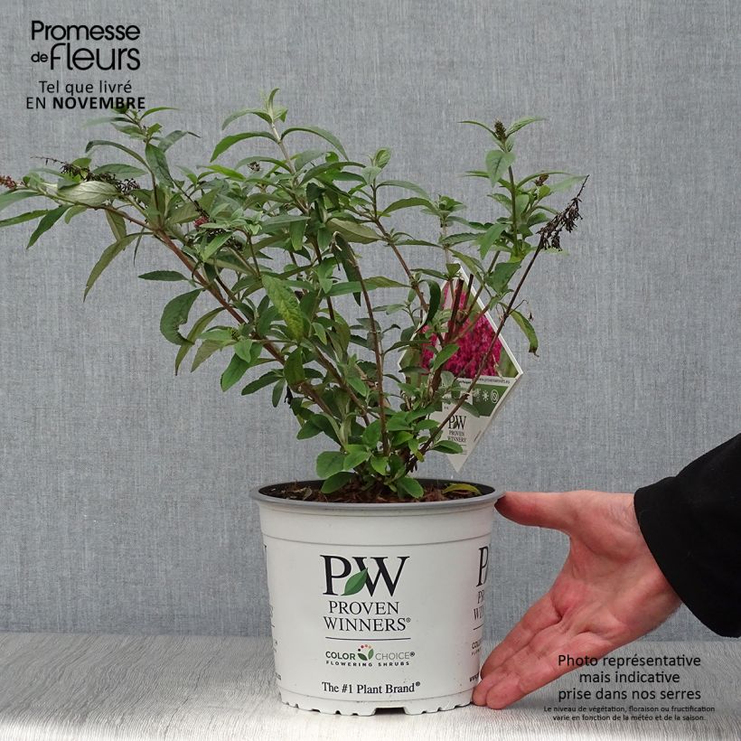 Spécimen de Buddleia Miss Ruby - Buddleia nain Pot de 3L/4L tel que livré en automne