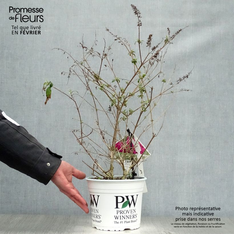 Spécimen de Buddleia Miss Ruby - Buddleia nain Pot de 3L/4L tel que livré en hiver