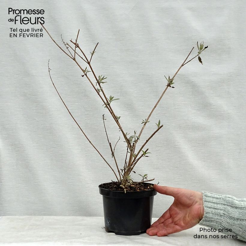 Spécimen de Buddleia Royal Red - Arbre aux papillons rouge Pot de 2L/3L tel que livré en hiver