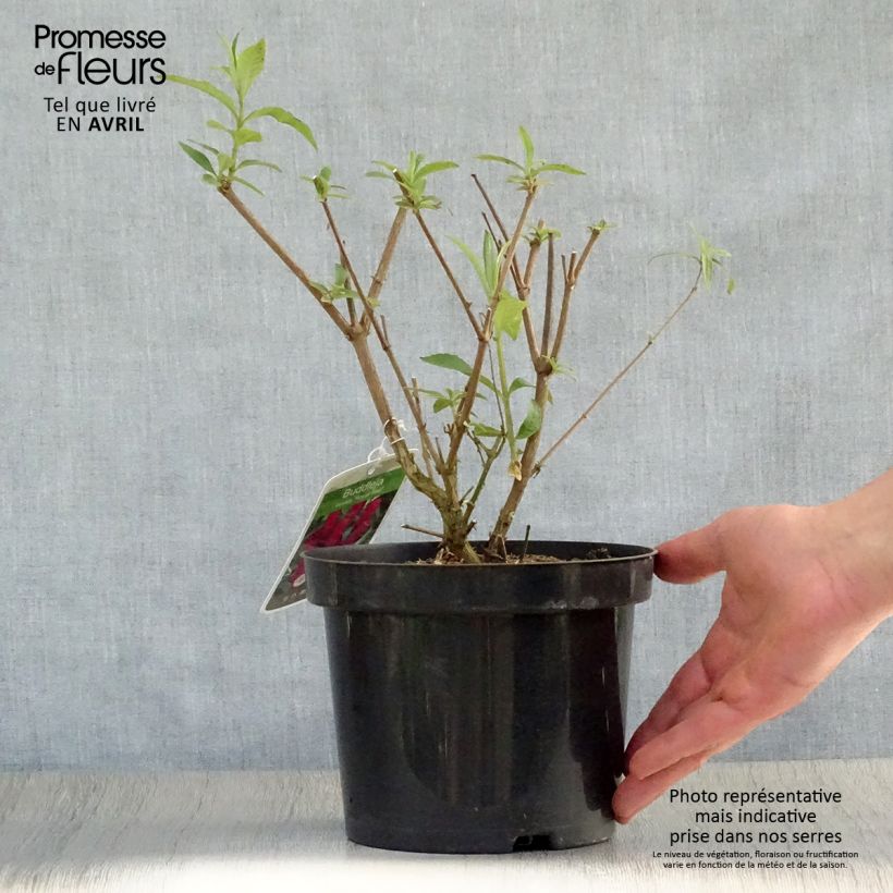 Spécimen de Buddleia Royal Red - Arbre aux papillons rouge Pot de 2L/3L tel que livré au printemps