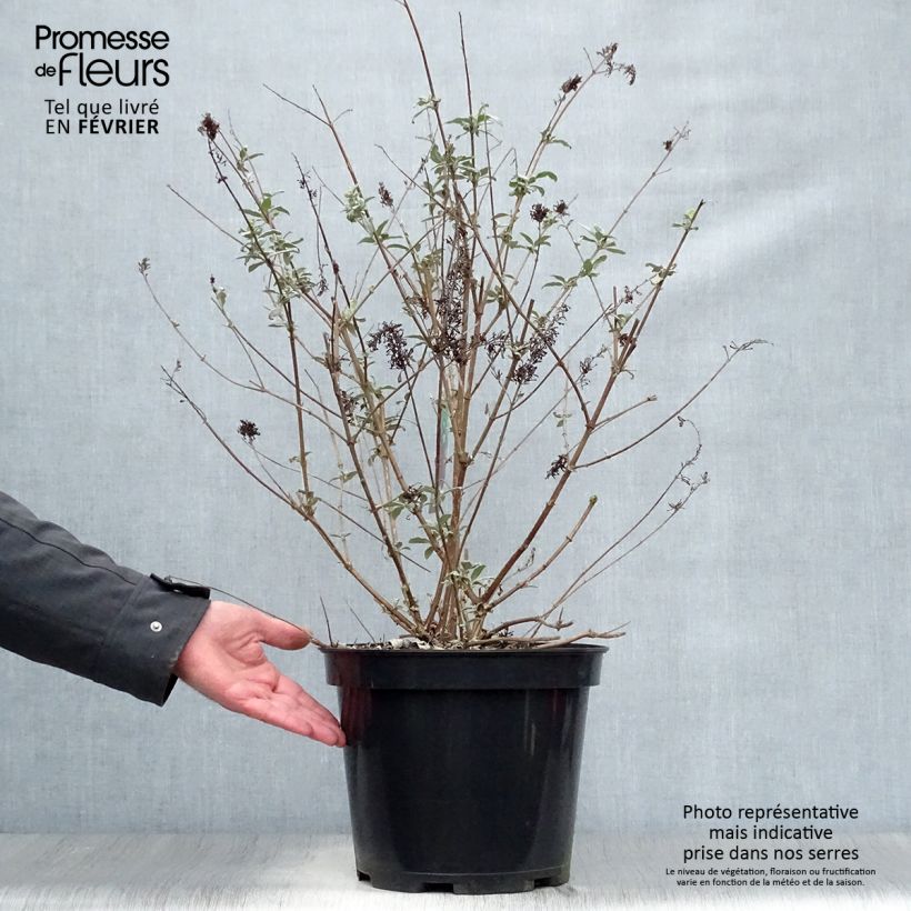 Spécimen de Buddleia Royal Red - Arbre aux papillons rouge Pot de 7,5L/10L tel que livré en hiver