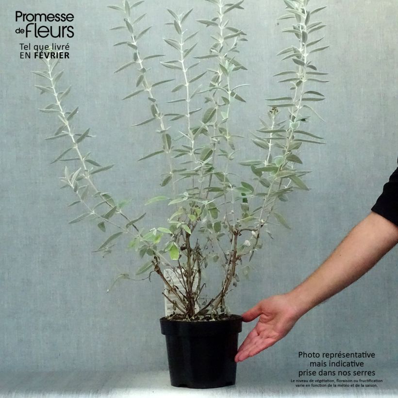 Spécimen de Buddleia Silver Anniversary - Arbre aux papillons Pot de 3L/4L tel que livré en automne