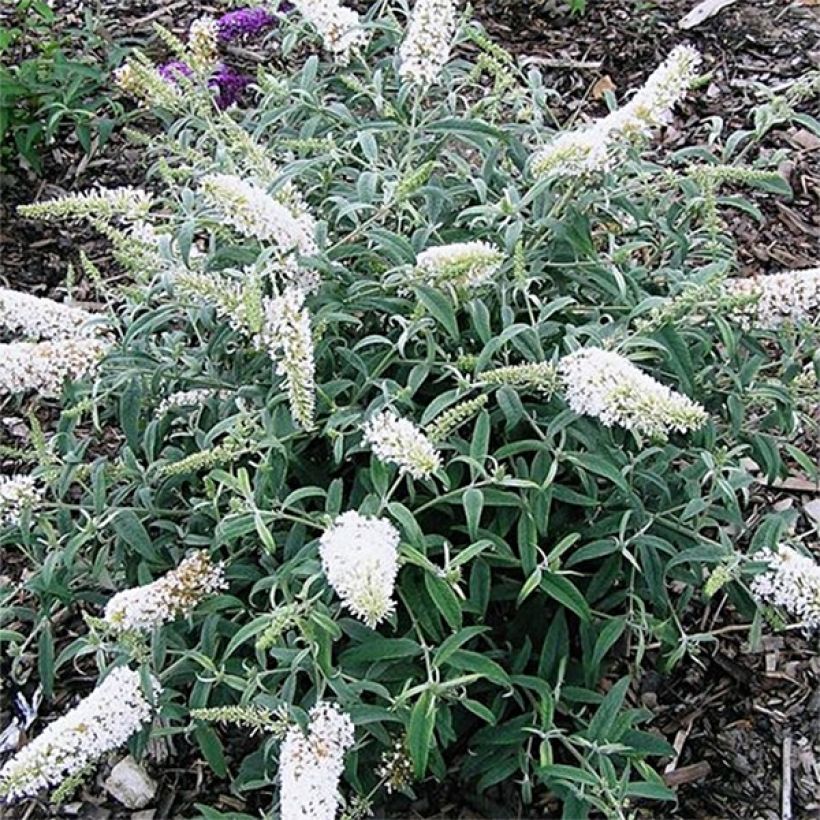 Buddleia davidii White Ball (Port)