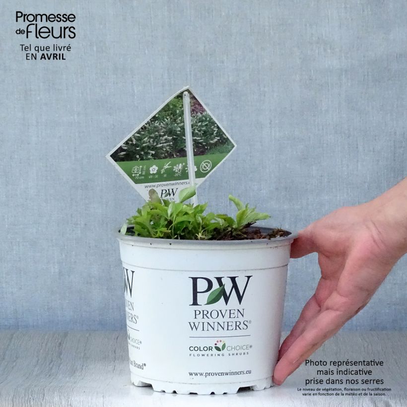 Albero delle farfalle White Chip Vaso da 2L/3L esemplare consegnato in primavera